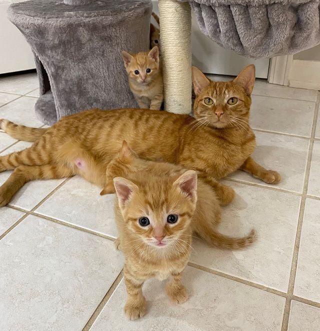 orange cat kittens